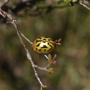 Paropsisterna obliterata at Bendoura, NSW - 30 Oct 2024