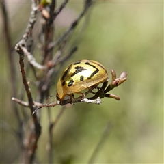 Paropsisterna obliterata at Bendoura, NSW - 30 Oct 2024