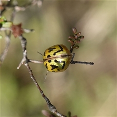 Paropsisterna obliterata at Bendoura, NSW - 30 Oct 2024