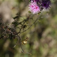 Paropsisterna obliterata at Bendoura, NSW - 30 Oct 2024