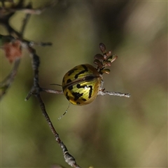 Paropsisterna obliterata at Bendoura, NSW - 30 Oct 2024