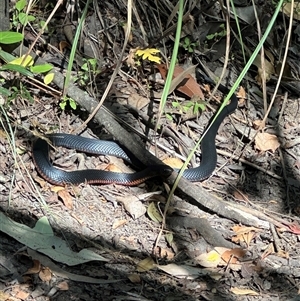 Pseudechis porphyriacus at Kangaroo Valley, NSW - 5 Jan 2025 09:21 AM
