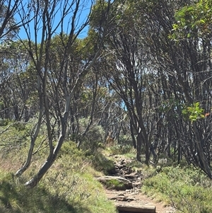 Cervidae (family) at Thredbo, NSW by Choyster