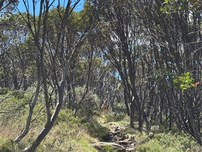 Dama dama (Fallow Deer) at Thredbo, NSW - 29 Dec 2024 by Choyster