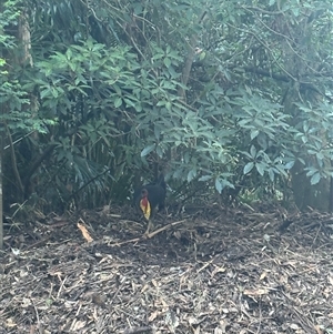 Alectura lathami (Australian Brush-turkey) at Roseville, NSW by Choyster