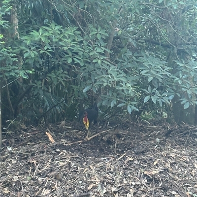 Alectura lathami (Australian Brush-turkey) at Roseville, NSW - 24 Dec 2024 by Choyster