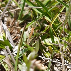 Perala viridis at Bendoura, NSW - 30 Oct 2024 01:42 PM