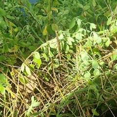 Unidentified Stick insect (Phasmatodea) at Ghan, NT - 4 Jan 2025 by Logrunners