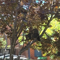 Trichosurus vulpecula at O'Connor, ACT - suppressed