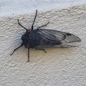 Unidentified Cicada (Hemiptera, Cicadoidea) at Ghan, NT by Logrunners