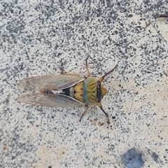 Unidentified Cicada (Hemiptera, Cicadoidea) at Ghan, NT - 1 Dec 2024 by Logrunners