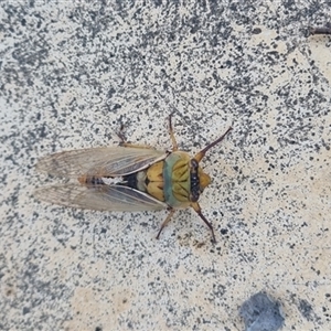 Unidentified Cicada (Hemiptera, Cicadoidea) at Ghan, NT by Logrunners