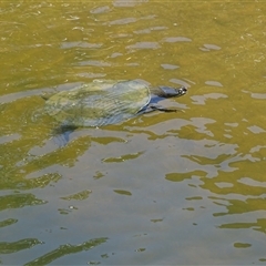 Emydura macquarii (Macquarie Turtle) at Adelaide, SA - 24 Dec 2024 by Mike