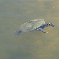 Emydura macquarii at Adelaide, SA - 24 Dec 2024 12:12 PM