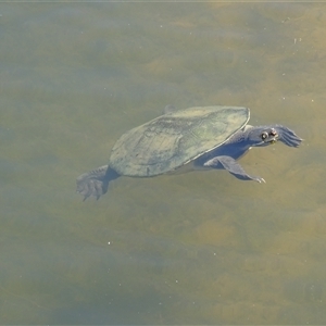 Emydura macquarii at Adelaide, SA - 24 Dec 2024 12:12 PM