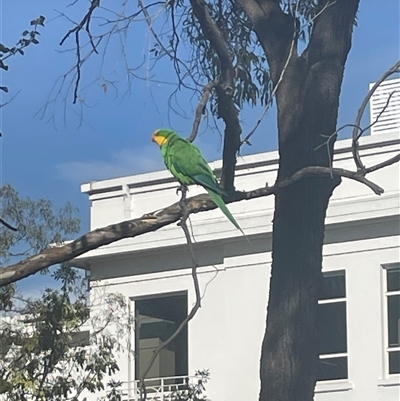 Polytelis swainsonii (Superb Parrot) at Parkes, ACT - 5 Jan 2025 by Clarel