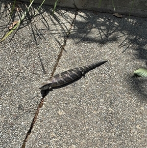 Tiliqua scincoides scincoides (Eastern Blue-tongue) at Acton, ACT by Choyster