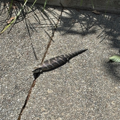 Tiliqua scincoides scincoides (Eastern Blue-tongue) at Acton, ACT - 5 Dec 2024 by Choyster