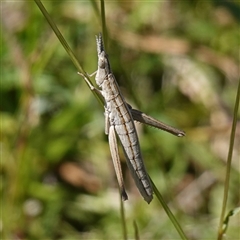 Keyacris scurra (Key's Matchstick Grasshopper) at Bendoura, NSW - 30 Oct 2024 by RobG1