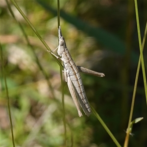 Keyacris scurra at Bendoura, NSW - 30 Oct 2024