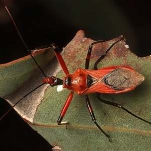 Gminatus australis (Orange assassin bug) at Ainslie, ACT by jb2602