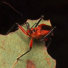 Gminatus australis at Ainslie, ACT - 4 Jan 2025 05:42 PM