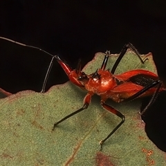 Gminatus australis at Ainslie, ACT - 4 Jan 2025 05:42 PM