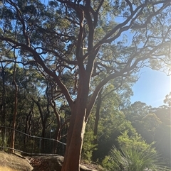 Angophora costata (Rusty Gum, Smooth-barked Apple) at Sydney, NSW - 24 Dec 2024 by Choyster