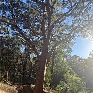 Angophora costata (Rusty Gum, Smooth-barked Apple) at Sydney, NSW by Choyster