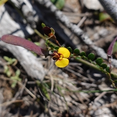 Bossiaea buxifolia (Matted Bossiaea) at Bendoura, NSW - 30 Oct 2024 by RobG1