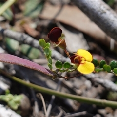 Bossiaea buxifolia at Bendoura, NSW - 30 Oct 2024