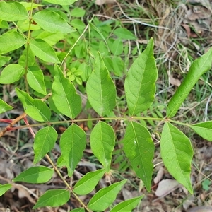 Pistacia chinensis at Yass River, NSW - 5 Jan 2025 09:17 AM