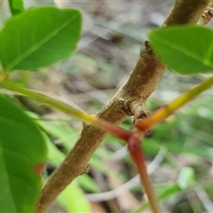 Pistacia chinensis at Yass River, NSW - 5 Jan 2025 09:17 AM