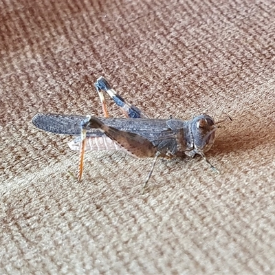Austroicetes pusilla (Grasshopper, Locust) at Yass River, NSW - 4 Jan 2025 by SenexRugosus