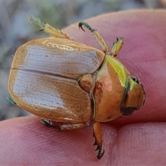 Anoplognathus sp. (genus) at Yass River, NSW - 3 Jan 2025 by SenexRugosus