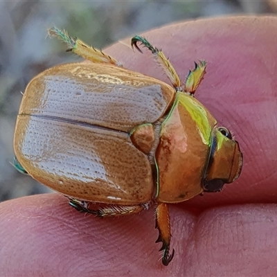 Anoplognathus brunnipennis (Green-tailed Christmas beetle) at Yass River, NSW - 4 Jan 2025 by SenexRugosus