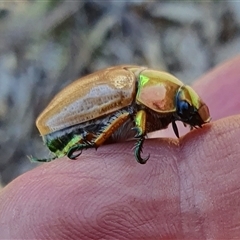 Anoplognathus brunnipennis at Yass River, NSW - 4 Jan 2025