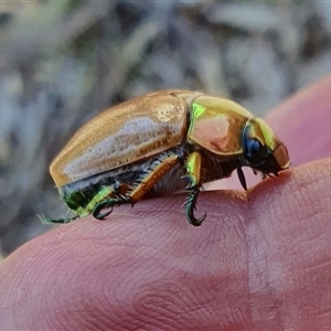 Anoplognathus brunnipennis at Yass River, NSW - 4 Jan 2025