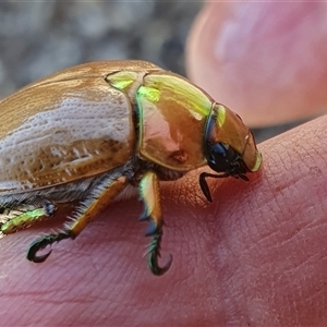 Anoplognathus brunnipennis at Yass River, NSW - 4 Jan 2025