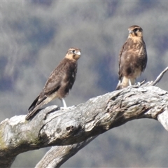 Falco berigora (Brown Falcon) at Kambah, ACT - 4 Jan 2025 by HelenCross