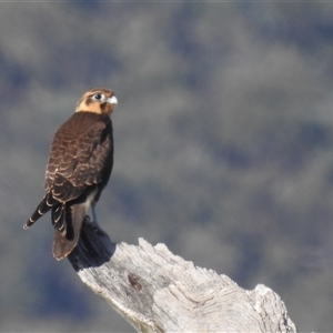 Falco berigora at Kambah, ACT - 5 Jan 2025 08:24 AM