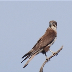 Falco berigora at Kambah, ACT - 5 Jan 2025 08:24 AM