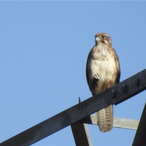 Falco berigora at Kambah, ACT - 5 Jan 2025 08:24 AM