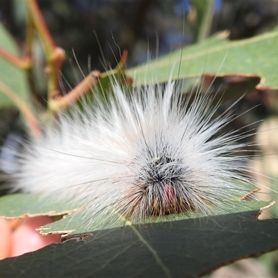 Anthela varia (Hairy Mary) at Kambah, ACT - 5 Jan 2025 by HelenCross