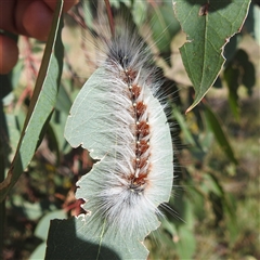 Anthela varia at Kambah, ACT - 5 Jan 2025 08:57 AM