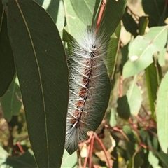 Anthela varia at Kambah, ACT - 5 Jan 2025 08:57 AM