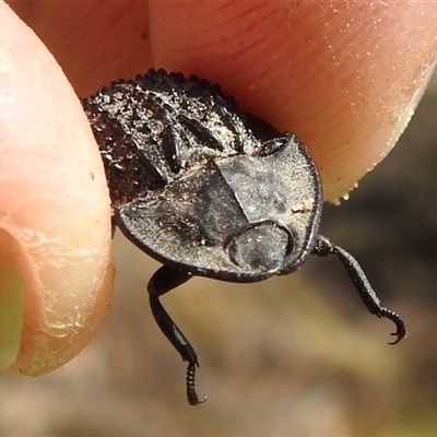 Helea ovata (Pie-dish beetle) at Kambah, ACT - 4 Jan 2025 by HelenCross