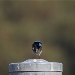 Malurus cyaneus (Superb Fairywren) at Kambah, ACT - 4 Jan 2025 by HelenCross