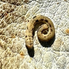 Lepidoptera unclassified IMMATURE (caterpillar or pupa or cocoon) at Yarralumla, ACT - 5 Jan 2025 by KMcCue