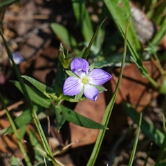 Veronica gracilis at Bendoura, NSW - 30 Oct 2024 by RobG1